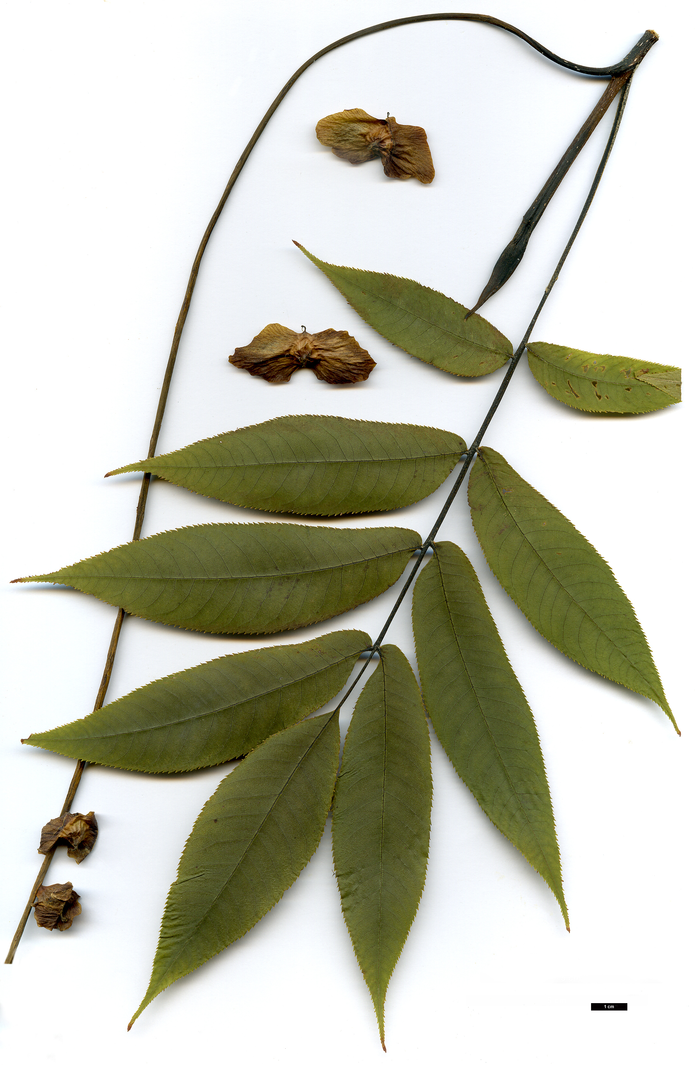 High resolution image: Family: Juglandaceae - Genus: Pterocarya - Taxon: macroptera - SpeciesSub: var. insignis